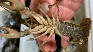 Crayfish ID Needed - River Lea, East London, UK