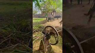 old Bull operating fodder cutting machine #trending #shortsfeed
