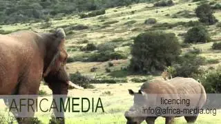 White rhino and elephant standoff