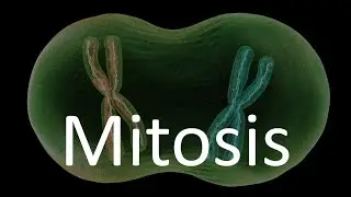 Митоз