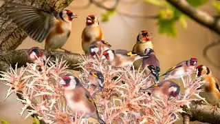 بتبتة الحسون تحفيز الحسون على التغريد والهيجان علاج صمت الحسون goldfinch stimulation #birds 