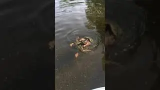 Mating Snapping Turtles