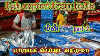 Fish export business in india | Shrimp, Fin fish, cuttle fish, Squid | Part-2 | Gokul Export