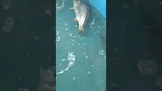 #kerala #fishing #fishinglife #fish #vyppin #viral #viralvideo ##vypinisland
