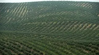 Olive trees in Spain at risk due to growth of solar parks