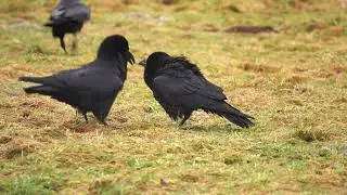 Ethologie du Grand Corbeau -