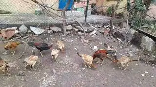 Hediye için başvurular bitti hayırlısı #viral #rooster #hinthoroz #hediye #dakan #tozo 532