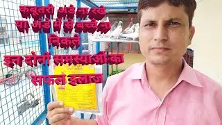 कबुतरी कचचे अडे रखे या अडे मे बचचे न बने इस का सफल तरीका  mr. Bhura sharma