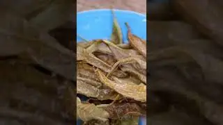 KUMAIN NG DAHON NG MANGGA AT ALAMIN ANG BENEPISYO NITONG DALA #Shorts