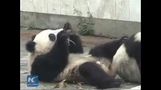 'Panda tea' makes a splash
