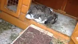 HIND LEG WEAKNESS IN RABBIT