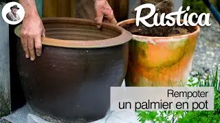 Rempoter un palmier en pot