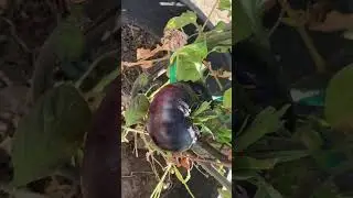 When is the Best Time  to Pick a Purple or Black Tomato?