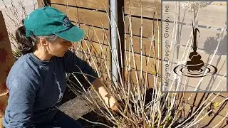 How To Prune Mophead Hydrangeas
