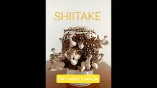 Грибний блок Lentinula edodes (Shiitake, Шиітаке) - плодоношення через 5 місяців літньої спеки.