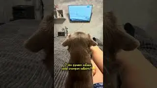 Huh? 🤣 #dog #animals #chihuahua