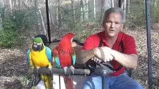 The Helping Hand Parrot Training Tool System with Daniel Wal