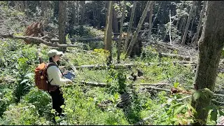 Southern Appalachian Forest Research Post-Helene