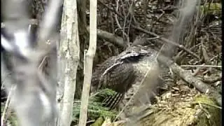 Ruffed Grouse Drumming