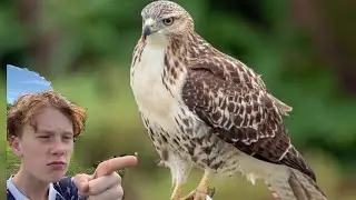 Hawk attack chickens, chicken vlog #1