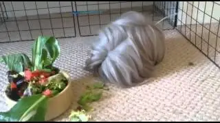 Bread the Peruvian guinea pig washing
