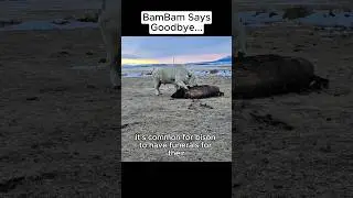 BamBam says Goodbye...