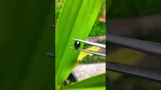 natural spinel gemstone cutting and polishing #gemstone #spinel #minecogems #shorts #subscribe