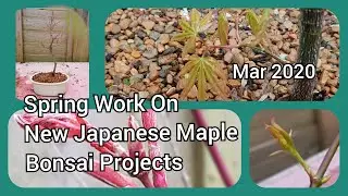 Spring Work On New Japanese Maple Projects Mar 2020