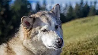 Training an Alaskan Malamute Puppy: Start at 8-12 Weeks!