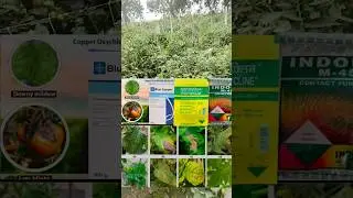 Tomato🍅ko virus se bachne ka aasan tarika|how to control fungus on tomato plants#bactericide#shorts