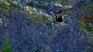 Eastern Norway | Brown Bear Encounter 2022