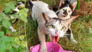 Homeless starving kittens living on the street with their mother want food