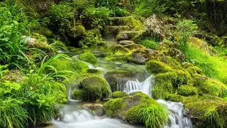 Mossy Paradise - The Sound of Gentle Stream Flowing Down a Terraced Moss Carpet