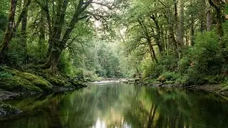 Quiet Forest River Ambience with Piano & Birds &ndash; Stress Relief and Inner Warmth