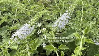 부산꼬리풀 Pseudolysimachion pusanensis 큰구와꼬리풀 Pusan spike speedwell 가새잎꼬리풀 희귀특산종 부산기장유일자생지 야생화를 찾아서(963)