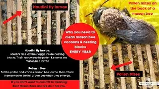 How We Clean Our Mason Bee Cocoons to Rid Predators