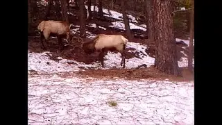 Winter on the Eastern WA property 2015-2016 from two cameras.