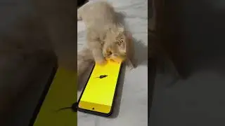 Enjoy playing!😹 #play #catshorts #catvideos #ytshorts #pets #funnycats #cat #enjoy