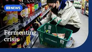 Anchovy collapse threatens Vietnamese fish sauce supply | The World | ABC NEWS