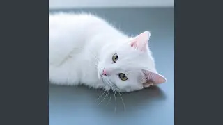 Cute White Cat