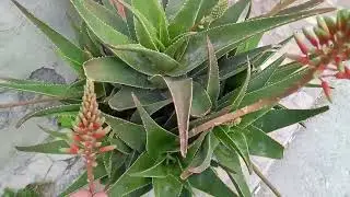 АЛОЭ ВЕРА- ОЧЕНЬ ВАЖНОЕ РАСТЕНИЕ В НАШЕЙ ЖИЗНИ#🌱🌱🌱🏝🏝🏝🏝⭐️🌙
