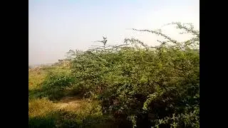 Bihad of chambal from train Madhya pradesh India Year 2013 #askdushyant