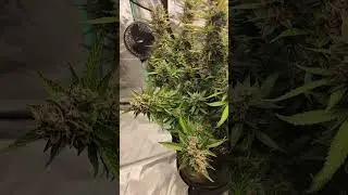 White Buffalo Auto, 5 gal organic grow, Gaia Green, Bloom Booster Roots Organic