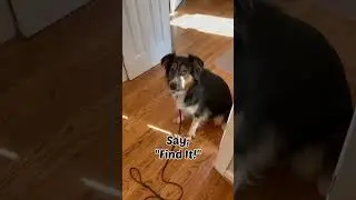 Teach your dog find it