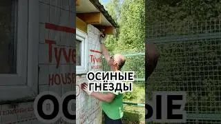 Осиные гнезда в старом сарае 🐝 #надаче