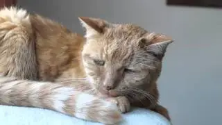 Tigerle, unsere 20 Jahre alte Katze