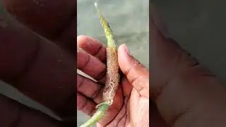Saved a pipe fish with 100+ eggs on it. New full pipe #fish rescue #video is coming soon. #pipefish