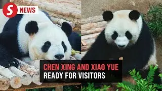 Zoo Negara's new giant pandas ready for public debut soon