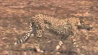 African Wildlife Stock footage - Photos of Africa