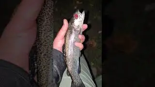 This One-Eyed Fish Was Creepy Looking! 😱 #shorts #trending #fishing #viral #scary #creepy #trout